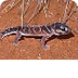 Smooth Knob Tailed Gecko