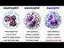 Types of Immune Cells Part 2: