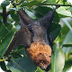 Fruit Bats- Video