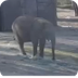 Elephant Cam 