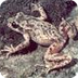 serratramuntana - Fauna