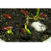 Growing Beans HD Timelapse - Y