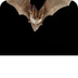 Incredible Bats | Kids Bat Act