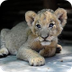 Lion Park's canned hunting exp