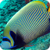 Great Barrier Reef Animals - F