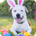 Easter Activities for Dogs