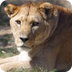 Adopt a Barbary Lion