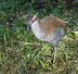 HIGHLIGHTING THE GUAM RAIL FOR
