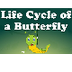 Life Cycle of a Butterfly 