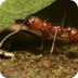 Ants National Geographic