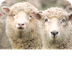 5 Unusual Facts About Sheep - 