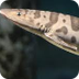 tiburon leopardo (WB)
