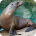 Sea Lion Facts and Information