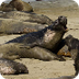 Elephant Seal Webcam