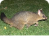 Brush-Tailed Possum