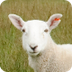 Sheep Paratrooper Game