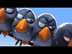 Pixar las aves HD 2001 x264