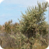 Old Man Saltbush - plant