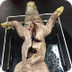 FETAL PIG DISSECTION on PhotoP