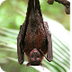 Fruit Bat 