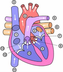 Anatomie van het hart en vaats