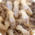 Termites - Facts About Termite