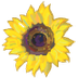 The Great Sunflower