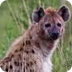 Spotted hyena/article