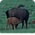 Bison Calving Camera