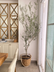 Olivo - Plant Shop Monterrey