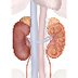 Kidneys - Anatomy Pictures and