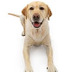 Retriever del Labrador