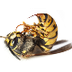 Why Do Bees Sting?