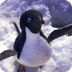 Penguin, Penguin