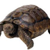 Mijn dier: een schildpad