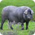 Asociación Porcino Ibérico