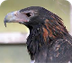 Wedge-tailed Eagle 