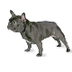 French Bulldog Dog Breed Infor