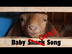 Baby Goat Song (A Farm Remake