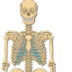 Skeletal System - Interactive 