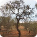 Corkwood Tree - Plants