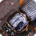 Beetles - Facts About 