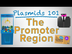 The Promoter Region - Plasmids