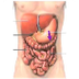 Organen en orgaanstelsels bioc