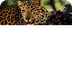  leopardos