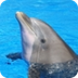 Fotos Dofins Cançó