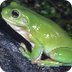 What Is a Tadpole? | Wonderopo