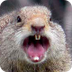 Animals Games & Activities