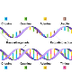ADN vs. ARN
