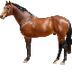 Kiersten - Horses